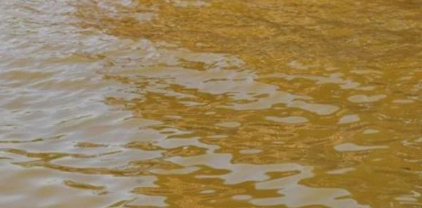 Sapanca Gölü Kıyısında Tabaka Oluştu