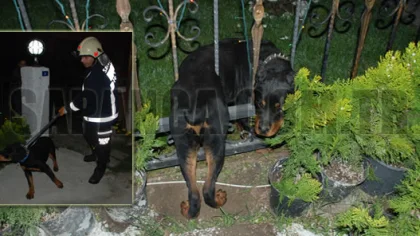 Sapanca'da Gece Yarısı Köpek Kurtarma Operasyonu