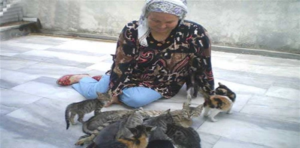 Bu Kedi Sokaktaki Öksüz Yavrulara Sahip Çıkıyor