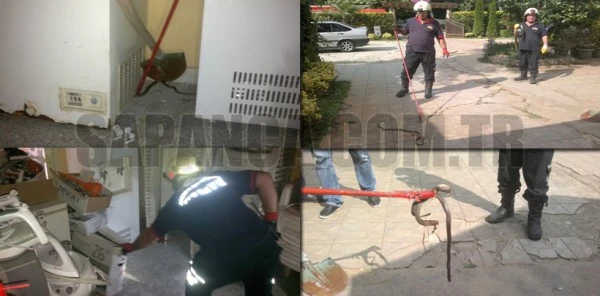 Sapanca'da Otele Giren Davetsiz Misafir Korkuttu