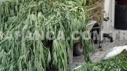 Polis Sapanca'da 150 Kök Hint Keneviri Ele Geçirdi