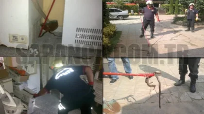 Sapanca'da Otele Giren Davetsiz Misafir Korkuttu