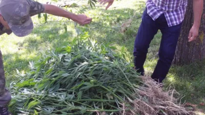 Sapanca'nın Mahmudiye Köyünde 191 Kök Kenevir Ele Geçirildi