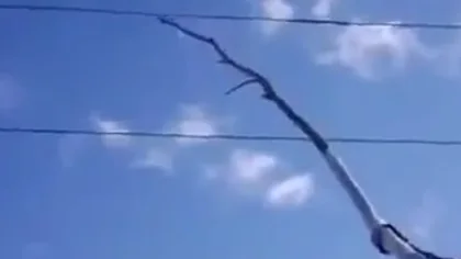 Ceviz Dokurken Elektrik Akımına Kapıldı