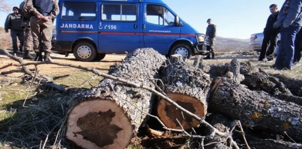 Orman Kaçakçıları Jandarmaya Takıldı