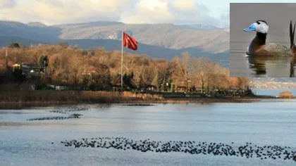Sapanca Gölü'nü Bu Kuş Kurtaracak