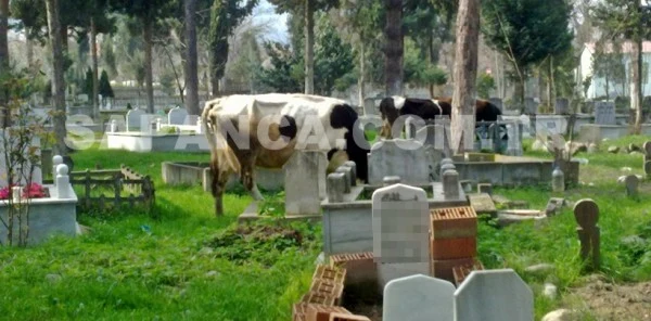 O İnekler Bir Gün Sizin Üzerinizde de Dolaşacak