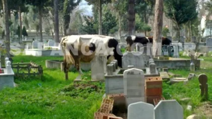 O İnekler Bir Gün Sizin Üzerinizde de Dolaşacak
