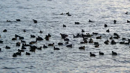 Sapanca Gölü ve Acarlar Longozunda Kış Ortası Su Kuşu Sayımı Yapıldı