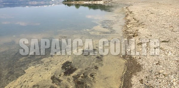 Sapanca Gölü Kıyısında Oluşan Sarı Tabaka Korkuttu