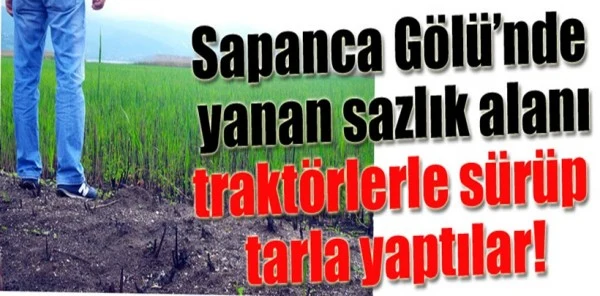 Sapanca Gölü Kenarında Yanan Sazlıkları Tarla Yapıp Sürdüler