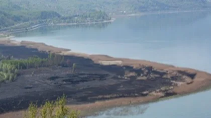 Sapanca Gölü Kenarındaki Sazlıklar Yangından 40 Gün Sonra Yeniden Yeşillendi