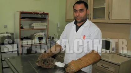 Yaralı Baykuş'a Platin Takıldı