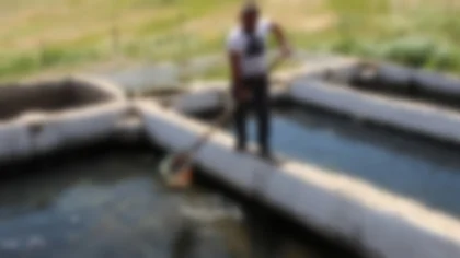 Havuzdan 600 Adet Alabalık Çaldılar