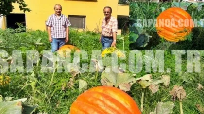 Sapanca'da Esnaf Olan Muammer Şenoğlu Dev Kabaklar Yetiştirdi