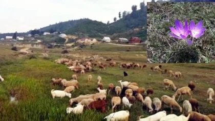 Sakarya'nın Yaylaları Sonbaharda da Büyülüyor