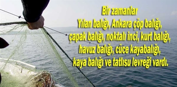 Sapanca Gölü'nde Balık Neslini de Kuruttular!