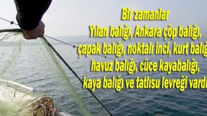 Sapanca Gölü'nde Balık Neslini de Kuruttular!