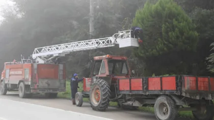 Sapanca Belediyesi Ağaçları Buduyor