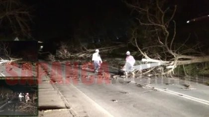 Sapanca'da Fırtına Ağaçları Devirdi. Sapanca - Adapazarı Karayolunu Kapattı