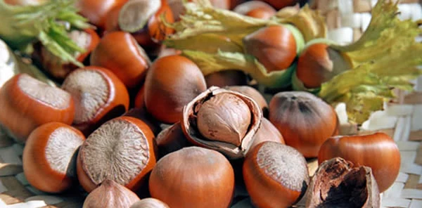 Fındık Üreticisine Destek Geliyor