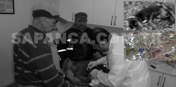 Sapanca İlçesinde Yaban Domuzlarının Saldırdığı 4 Av Köpeği Yaralandı