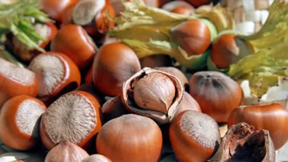 Fındık Üreticisine Destek Geliyor