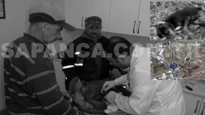 Sapanca İlçesinde Yaban Domuzlarının Saldırdığı 4 Av Köpeği Yaralandı
