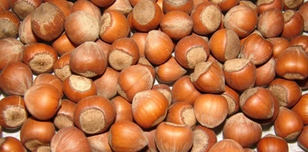 Sapanca Fındık Desteklemesi Kapsamına Alındı