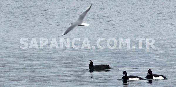 Sapanca Gölü, Son Yağışlarla Kendine Geldi