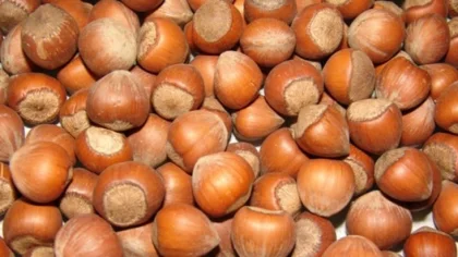 Sapanca Fındık Desteklemesi Kapsamına Alındı