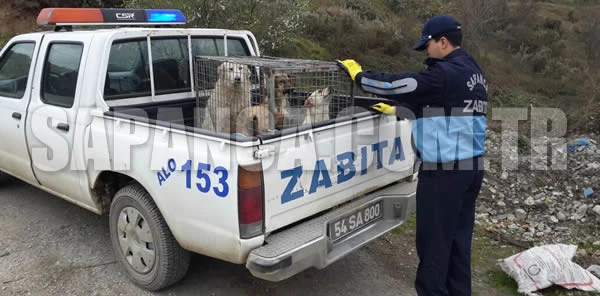 Sokak Hayvanlarına Yönelik Çalışmalar
