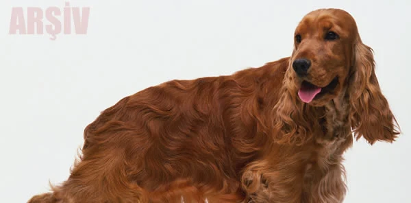 Köpeğine Çarpan Şahıstan Davacı Oldu