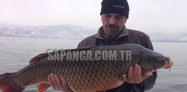 Sapanca'dan 25 Kiloluk Sazan Çıktı!