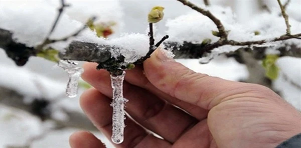 Meteorolojiden Çifçilere Zirai Don Uyarısı