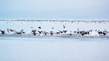 Sapanca Gölü'ndeki Kuşlar Tehdid Altında
