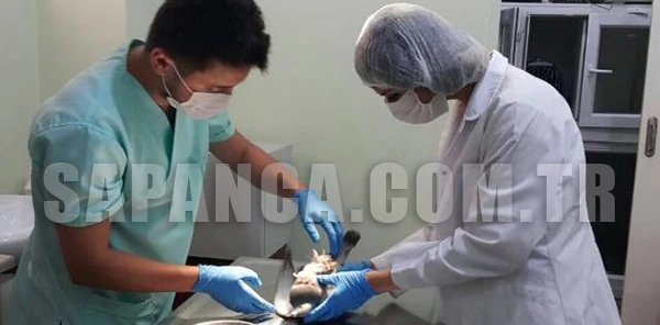 Yaralı Güvercine Operasyon