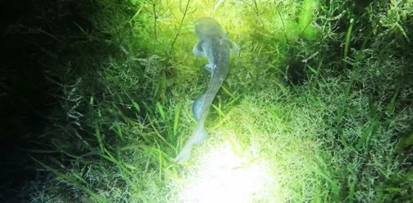 Sapanca Gölü'ndeki Gece Yaşantısı