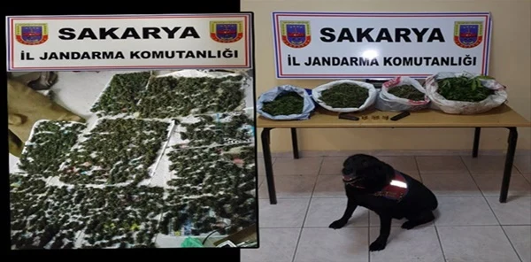 4 İlçede Esrar Operasyonu: 2 Tutuklama