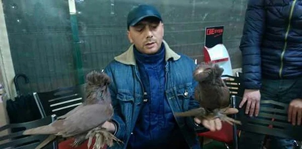 Güvercin Festivaline Hazırlanıyorlar