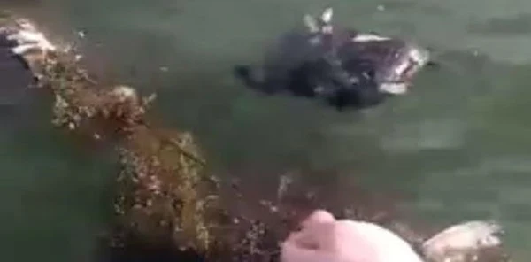 Sapanca Gölü'ne Ağ Atılmasına Tepki
