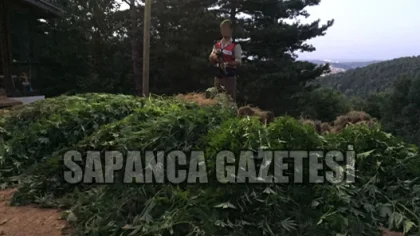 Sapanca'da Uyuşturucu Operasyonu: 1 Tutuklama