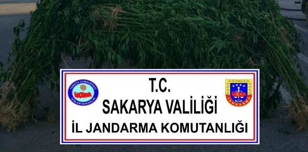 Jandarmadan Uyuşturucu Operasyonları