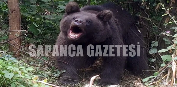 Domuz Kapanına Yakalanan Ayı Kurtarıldı