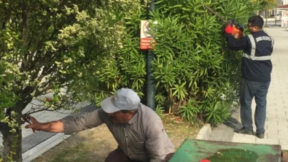 Sapanca'da Budama Çalışması