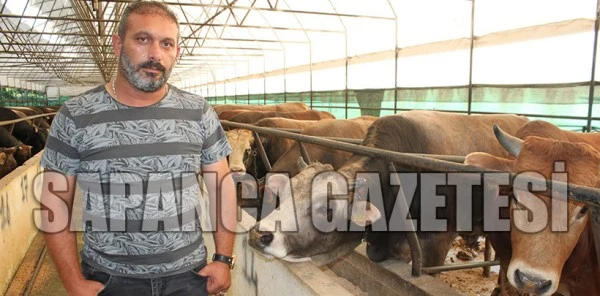 Dövizdeki Artış Kurbanlık Fiyatlarını Etkilemedi