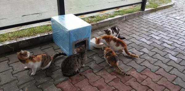 Soğuktan Etkilenmesinler Diye