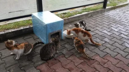 Soğuktan Etkilenmesinler Diye