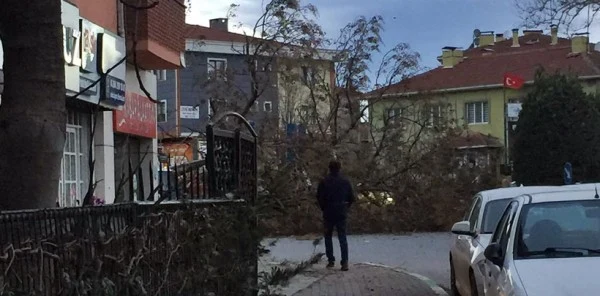 Ağaç İşçilerin ve Araçların Üzerine Devrildi