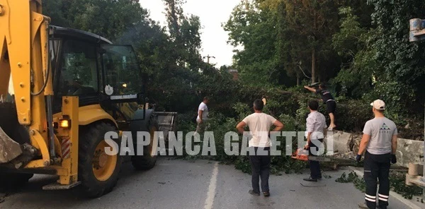 Ağaç Devrildi Yol Trafiğe Kapandı